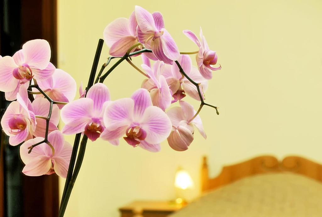 Hotel Star 穆卡切沃 外观 照片
